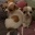 typische Chihuahuas in sch&ouml;nen farben zu verkaufen