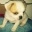 1baby hund
