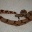 Boa Constrictor Surinam-Salmon