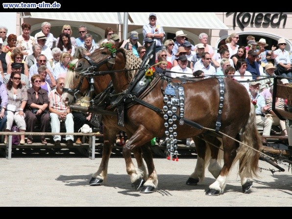 Festumzug - Hoch zu Ross @ Biberach - Bild 121