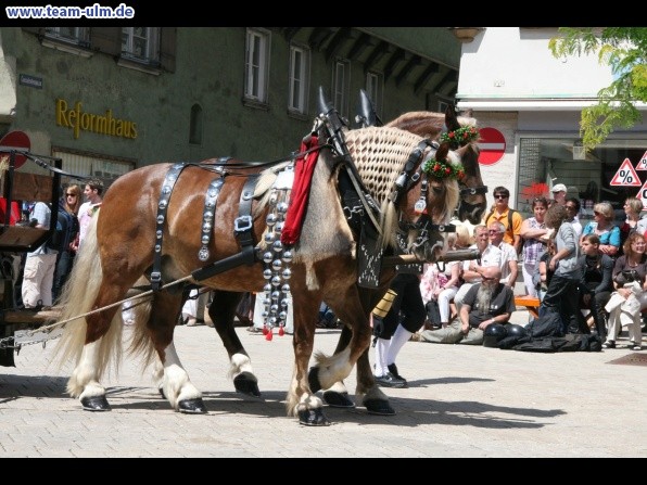 Festumzug - Hoch zu Ross @ Biberach - Bild 150
