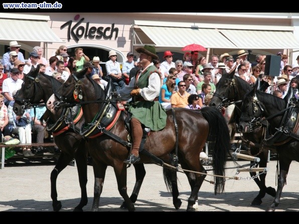 Festumzug - Hoch zu Ross @ Biberach - Bild 2