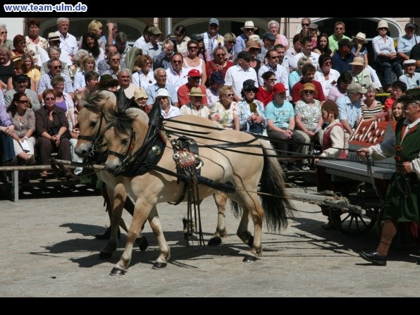 Festumzug - Hoch zu Ross @ Biberach - Bild 26