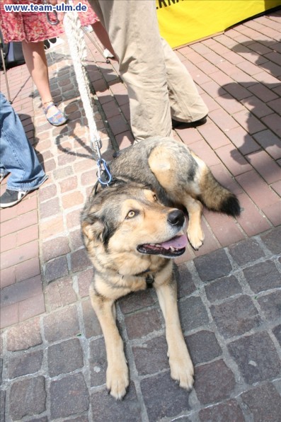Flashmob - Freeze gegen Folter @ Hirschstrasse - Bild 42