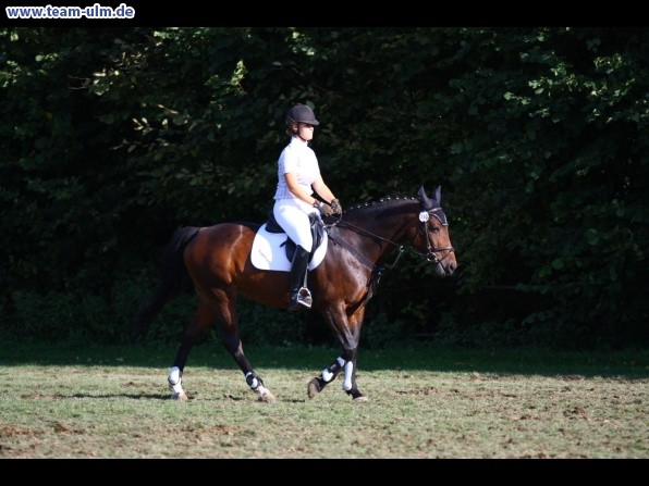 Reitturnier @ Illertissen - Bild 36