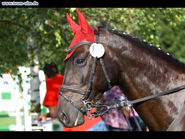 Reitturnier @ Illertissen - Bild 37