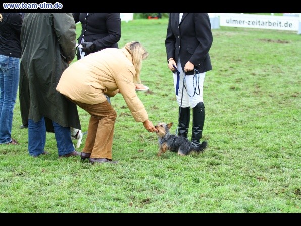 Reitturnier @ Illertissen - Bild 30