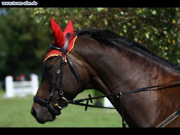 Reitturnier @ Illertissen - Bild 53
