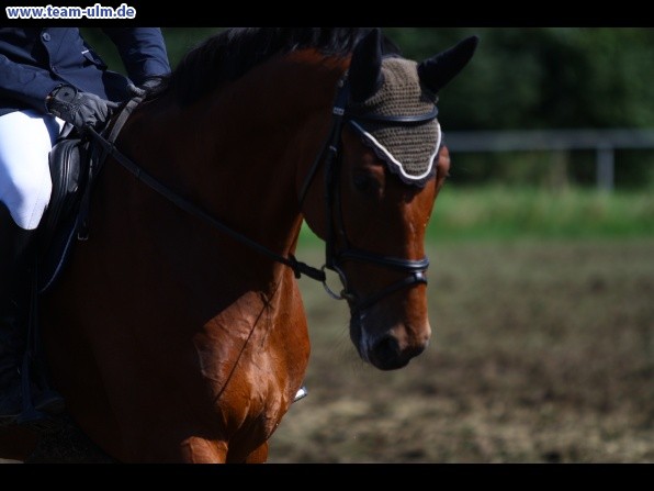 Reitturnier @ Illertissen - Bild 55