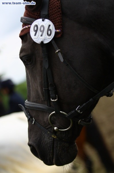 Reitturnier @ Illertissen - Bild 6