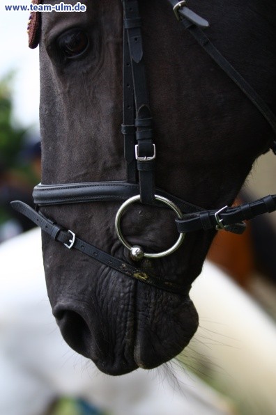 Reitturnier @ Illertissen - Bild 8