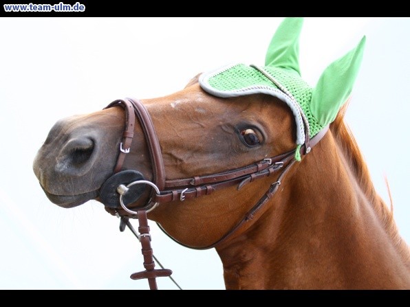 Reitturnier @ Illertissen - Bild 128