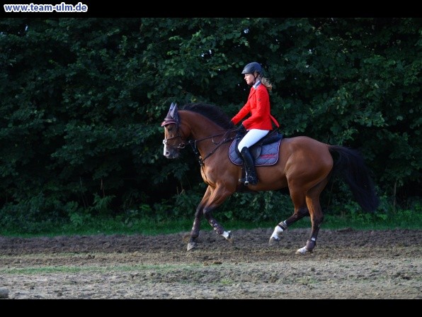 Reitturnier @ Illertissen - Bild 4