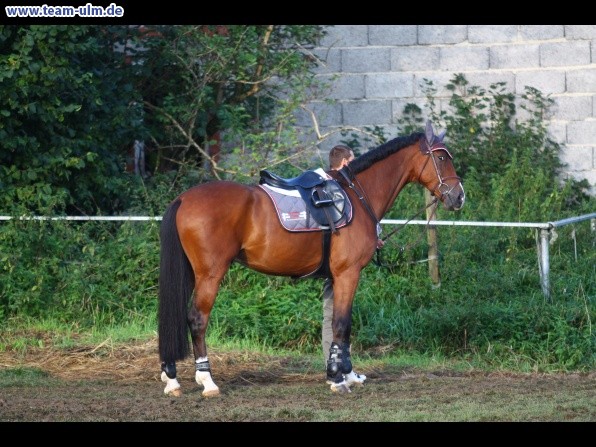 Reitturnier @ Illertissen - Bild 5