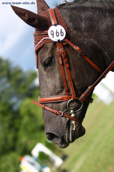Reitturnier @ Illertissen - Bild 63