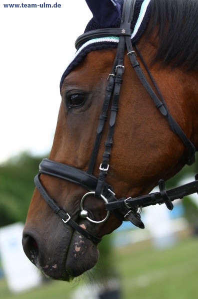 Reitturnier @ Illertissen - Bild 88