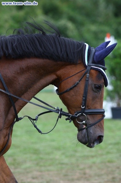 Reitturnier @ Illertissen - Bild 94