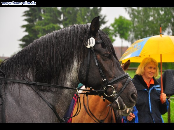 Reitertag @ Unterroth - Bild 35