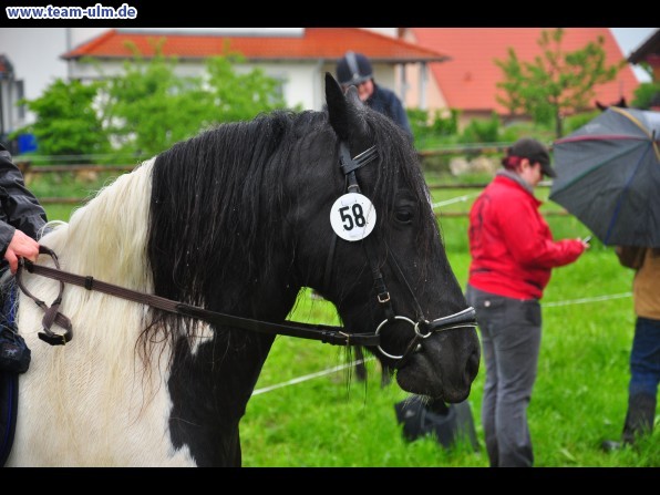 Reitertag @ Unterroth - Bild 40