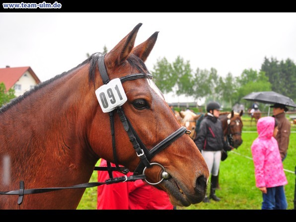 Reitertag @ Unterroth - Bild 46