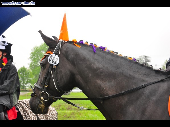 Reitertag @ Unterroth - Bild 71