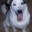 Hunde