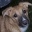 Hunde