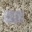Game Boy Advance Batteriefachdeckel clearblue