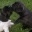 franz. Bulldoggen - Welpen
