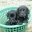 rottweiler mix welpen