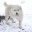 Rentner-Hund