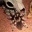Rotknievogelspinne