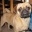 Urlaubsbetreuung Mops Hund Urlaub