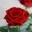 ANGEBOT zum Muttertag Wellness Massage Rosen Arrangement