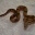 Boa Constrictor  100 % DH Sunglow