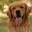 Bin auf der Suche nach einem Golden Retriever Rüde