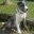 sportliche Leinenhalter gesucht
