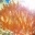 Kupferanemone - Entacmaea quadricolor - Anemone - Korallen