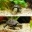 Aquarium mit 2 Schildkr&ouml;ten (Baby)