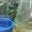 0.4 Lepidodactylus lugubris