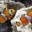 1 Paar Clownfische (Amphiprion Ocellaris)