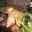 Terrarium für Achat-Schnecken