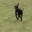 Hundetraining