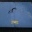 Motorhaube FORD Taunus P5 17M 20M - mit Emblem / Schriftzug!