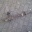 Lenkgetriebe OPEL Kadett B Olympia A Ascona Rekord 2865495